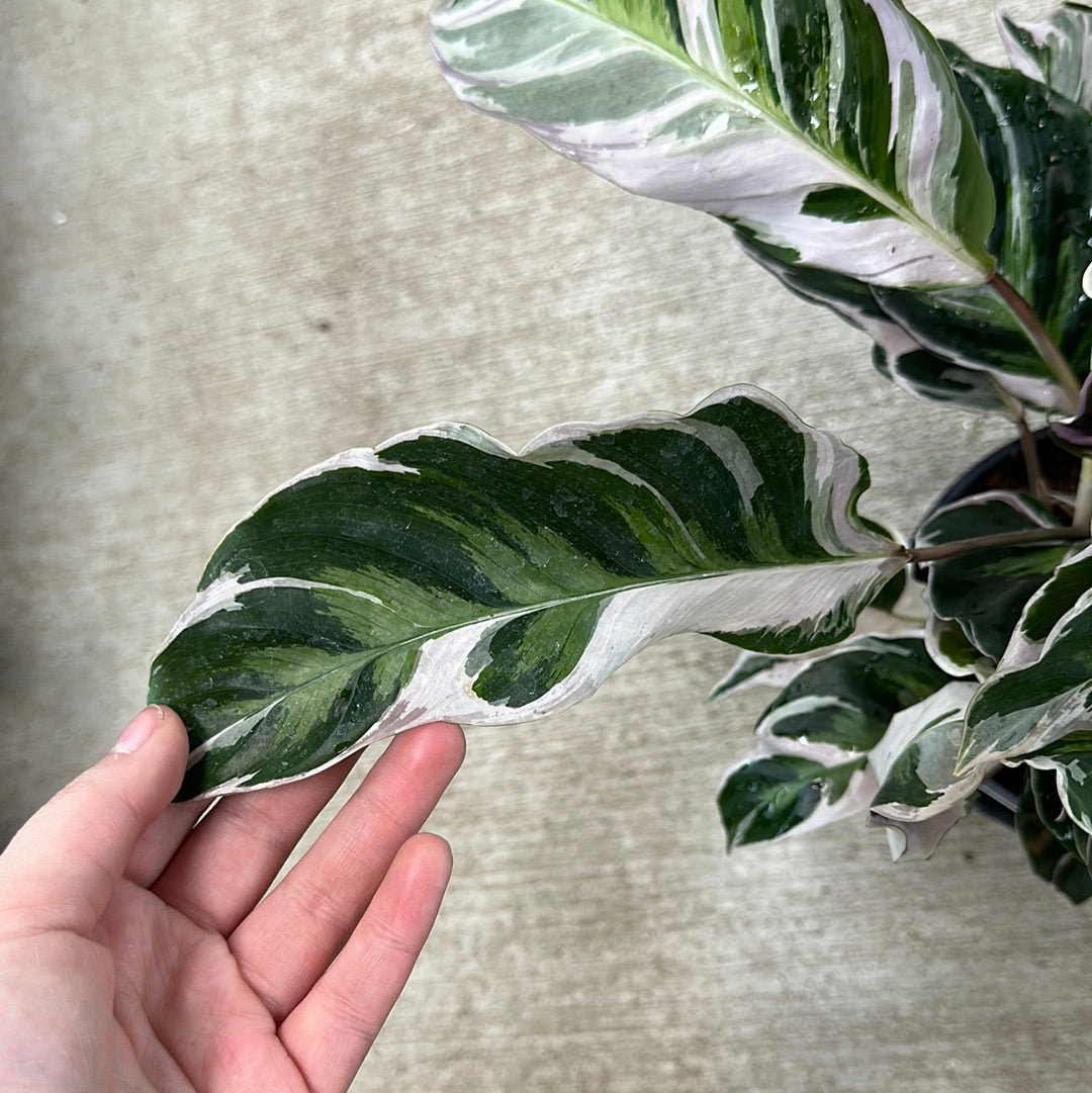 Calathea 'White Fusion' 6