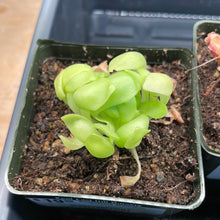 Load image into Gallery viewer, Pinguicula Marciano 2" - Butterwort