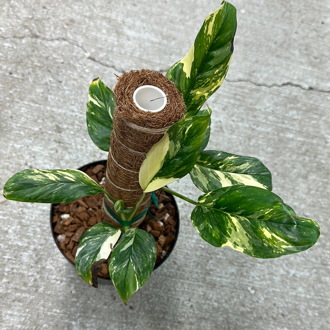 monstera lechleriana variegated Monstera Lechleriana Variegata 5