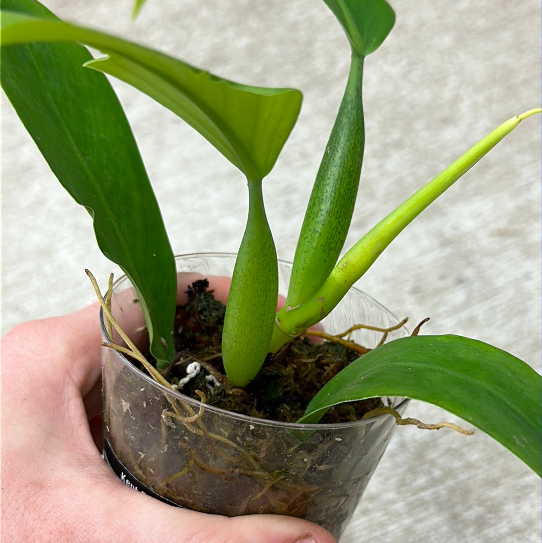 Philodendron panduriforme cup – Kent East Hill Nursery