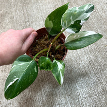 Load image into Gallery viewer, Philodendron 'White Princess' 4" Plant E