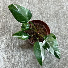 Load image into Gallery viewer, Philodendron 'White Princess' 4" Plant E
