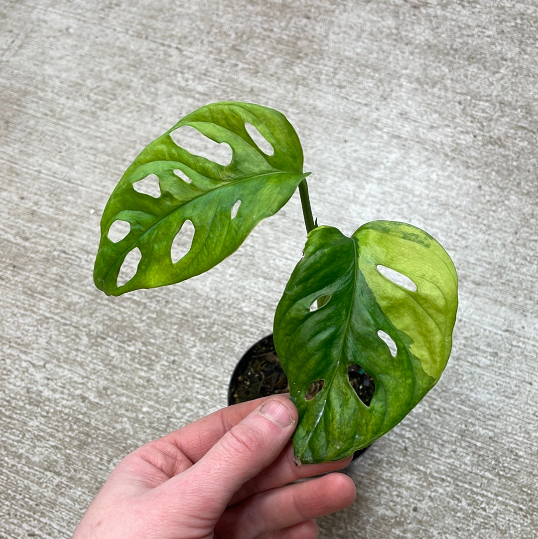 monstera adansonii sale Monstera adansonii variegata 4