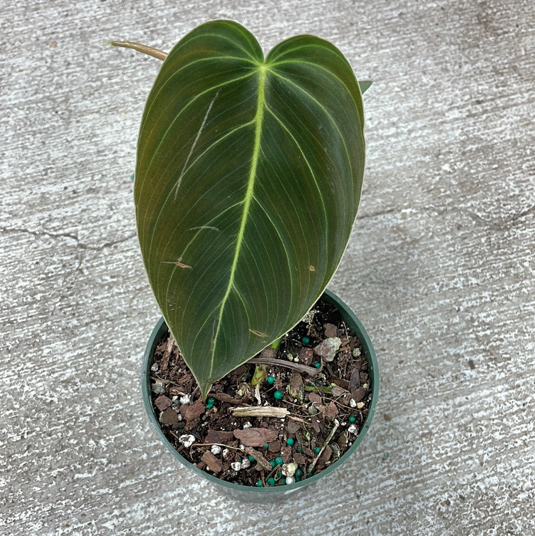 Philodendron Melanochrysum 4