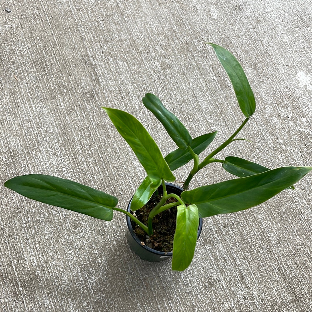 oxapapense philodendron Philodendron oxapapense 4" – Kent East Hill Nursery