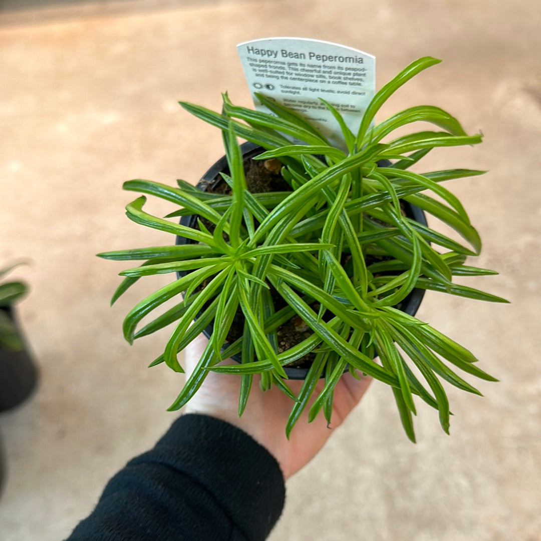bean house plant Peperomia 'Happy Bean' 4" – Kent East Hill Nursery