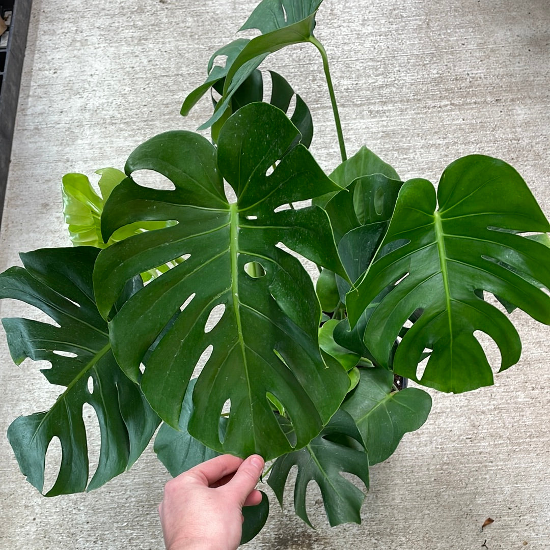 split leaf philodendron vine Monstera deliciosa 8