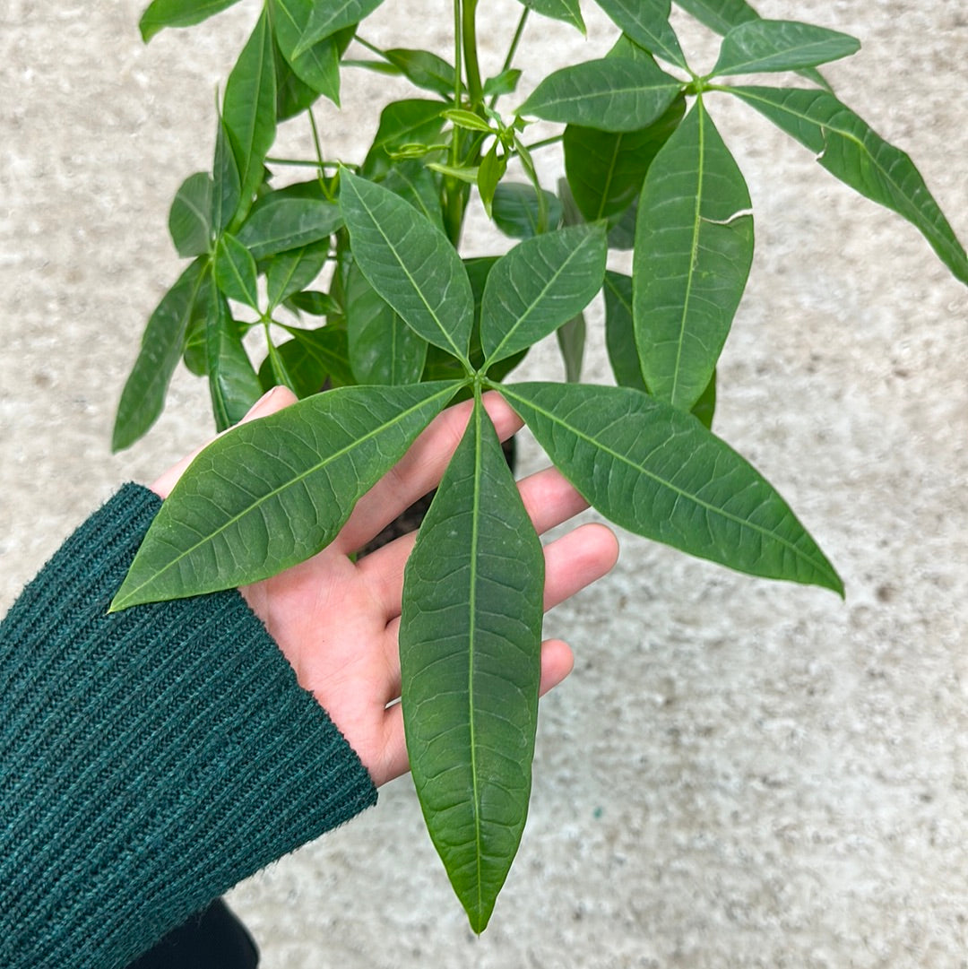 6 leaves money tree Pachira aquatica 6"