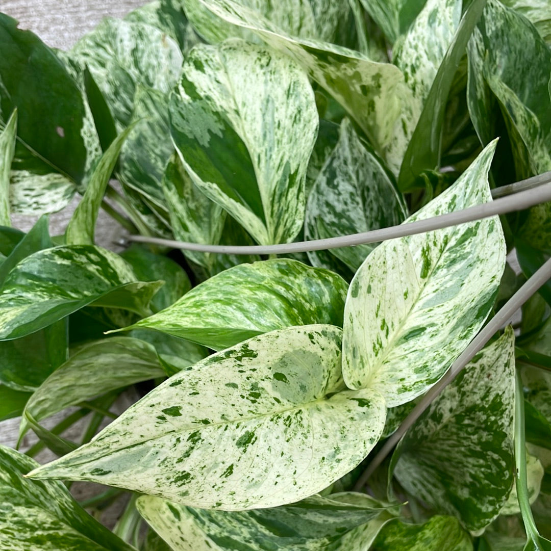 Epipremnum Marble Queen Pothos 8