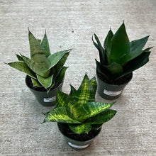 Load image into Gallery viewer, Sansevieria Starpower 4" - Assorted