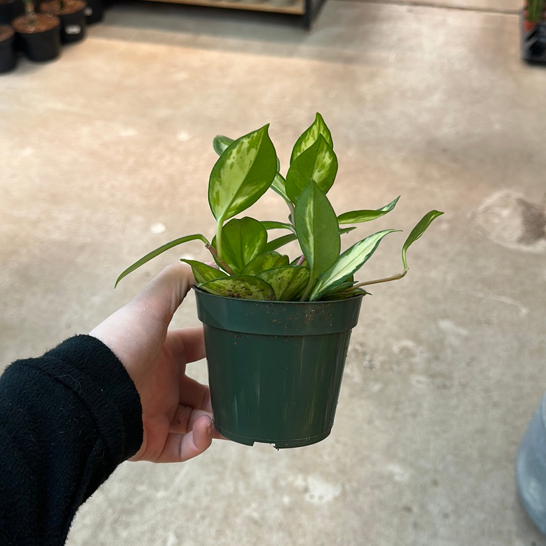 wax plant indoor Hoya Krimson Princess - Colorful Foliage Houseplant