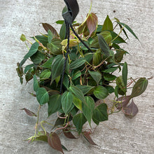Load image into Gallery viewer, Philodendron Micans 8" HB