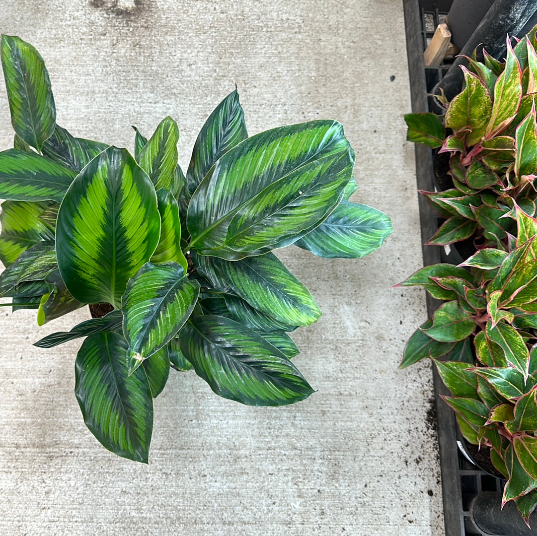 Calathea Beauty Star 8
