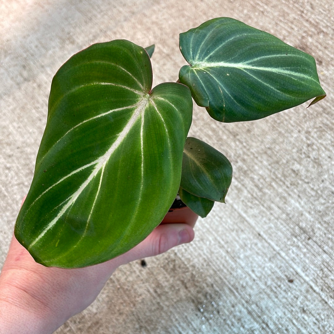 philodendron tuxtlanum green Philodendron Gloriosum 2