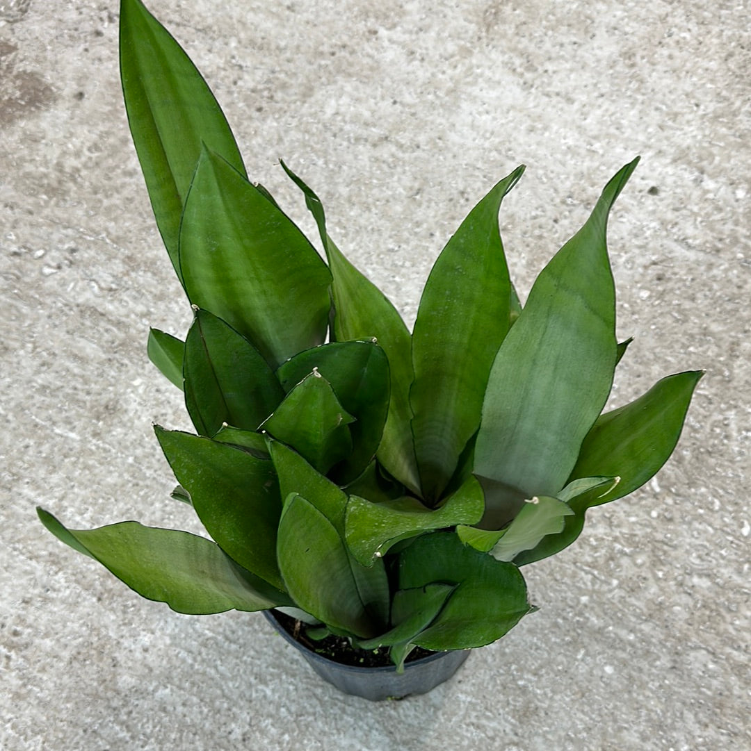 sansevieria queen Sansevieria Moonshine 8"