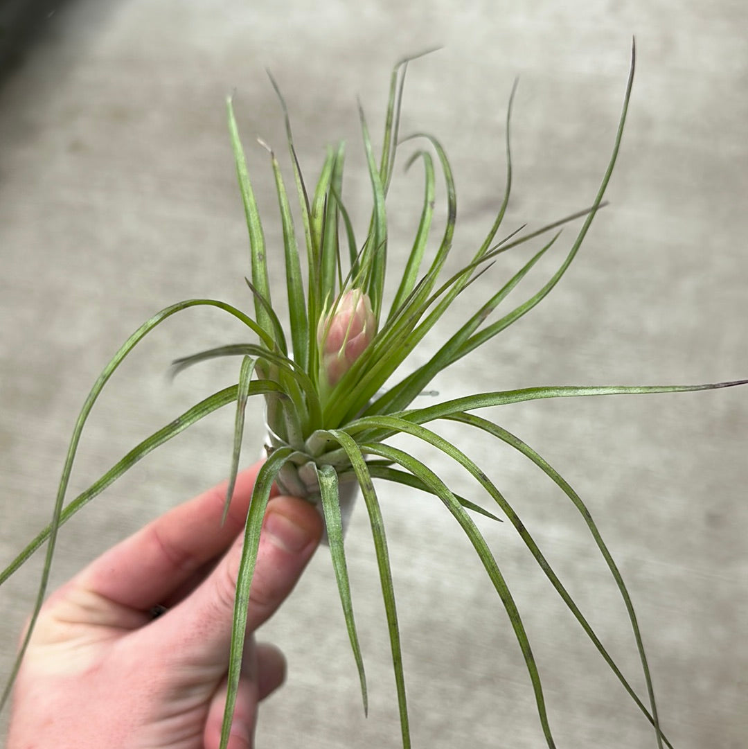 stricta soft leaf air plant Stricta Soft Leaf 4-5