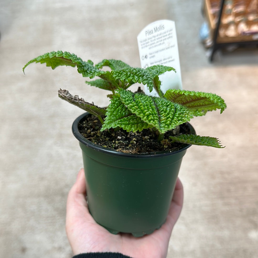 Pilea Moon Valley 4
