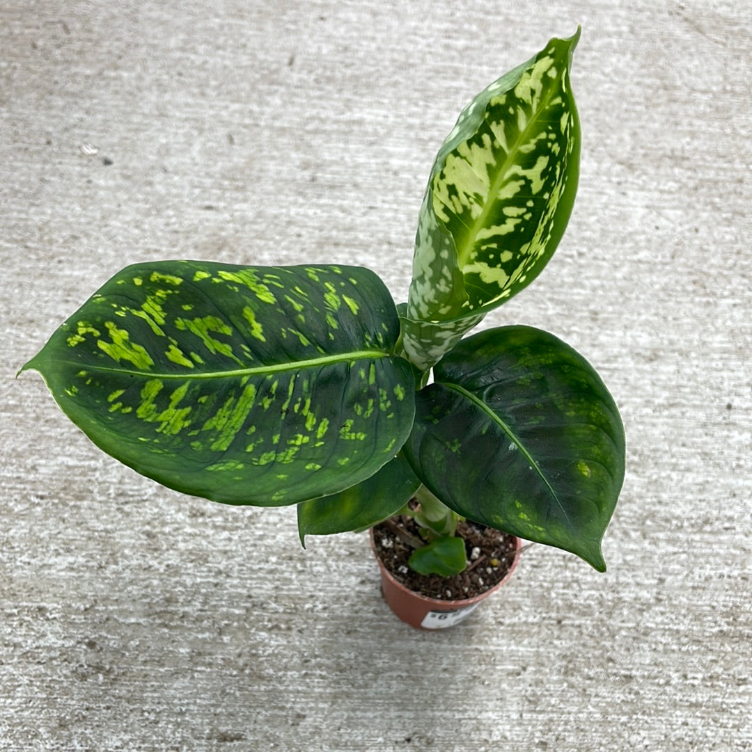 aglaonema reflector Dieffenbachia Reflector 2" – Kent East Hill Nursery