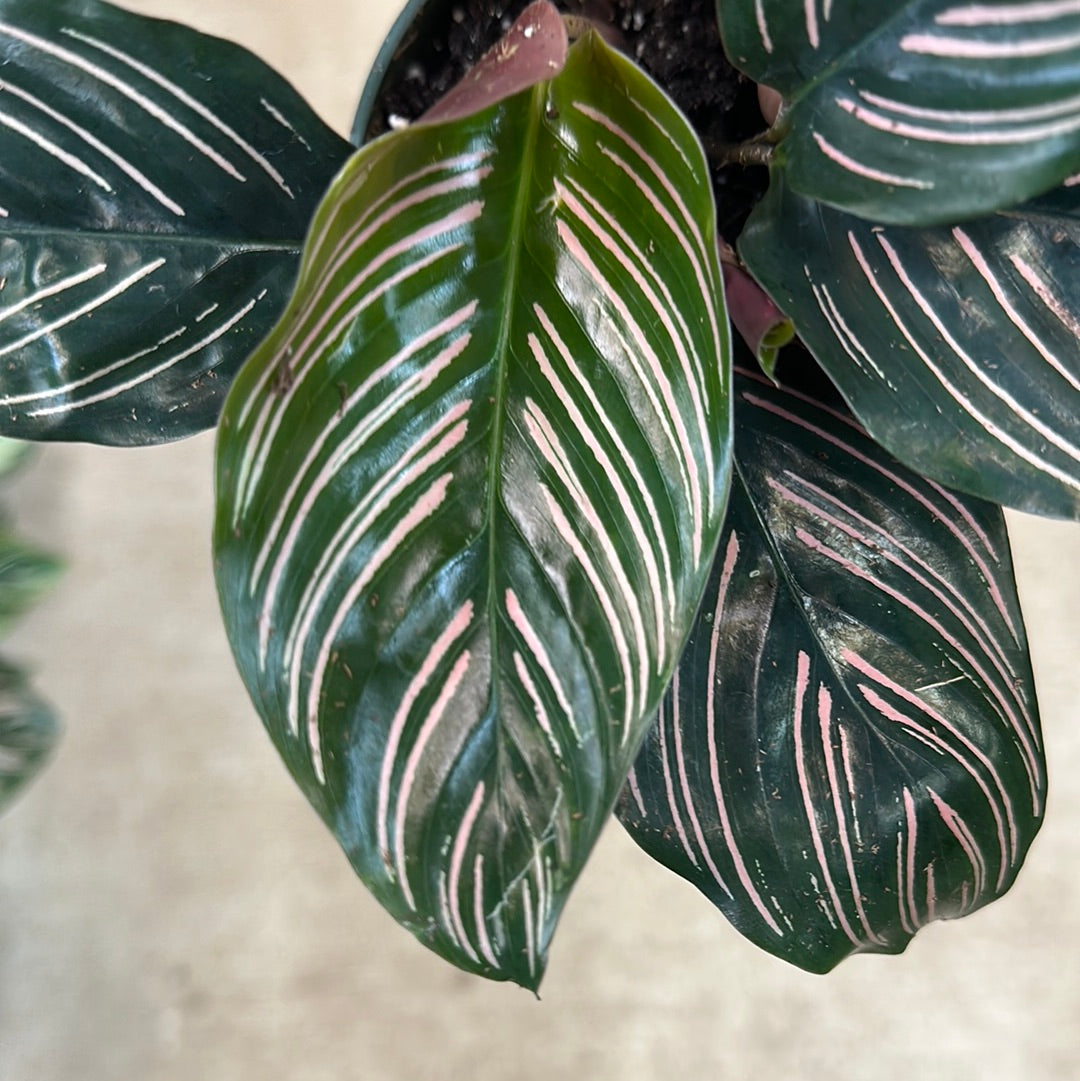 Calathea Ornata 4