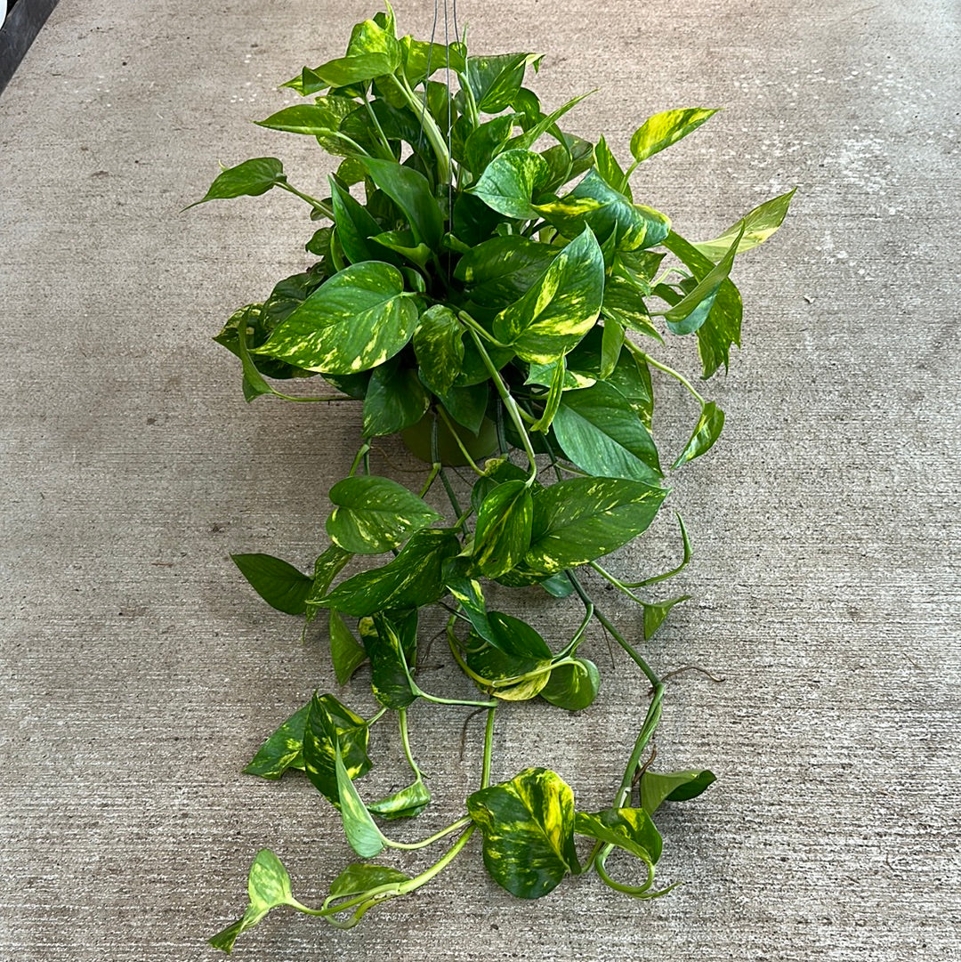 golden pothos epipremnum aureum Epipremnum aureum 6" HB- Golden Pothos – Kent East Hill Nursery