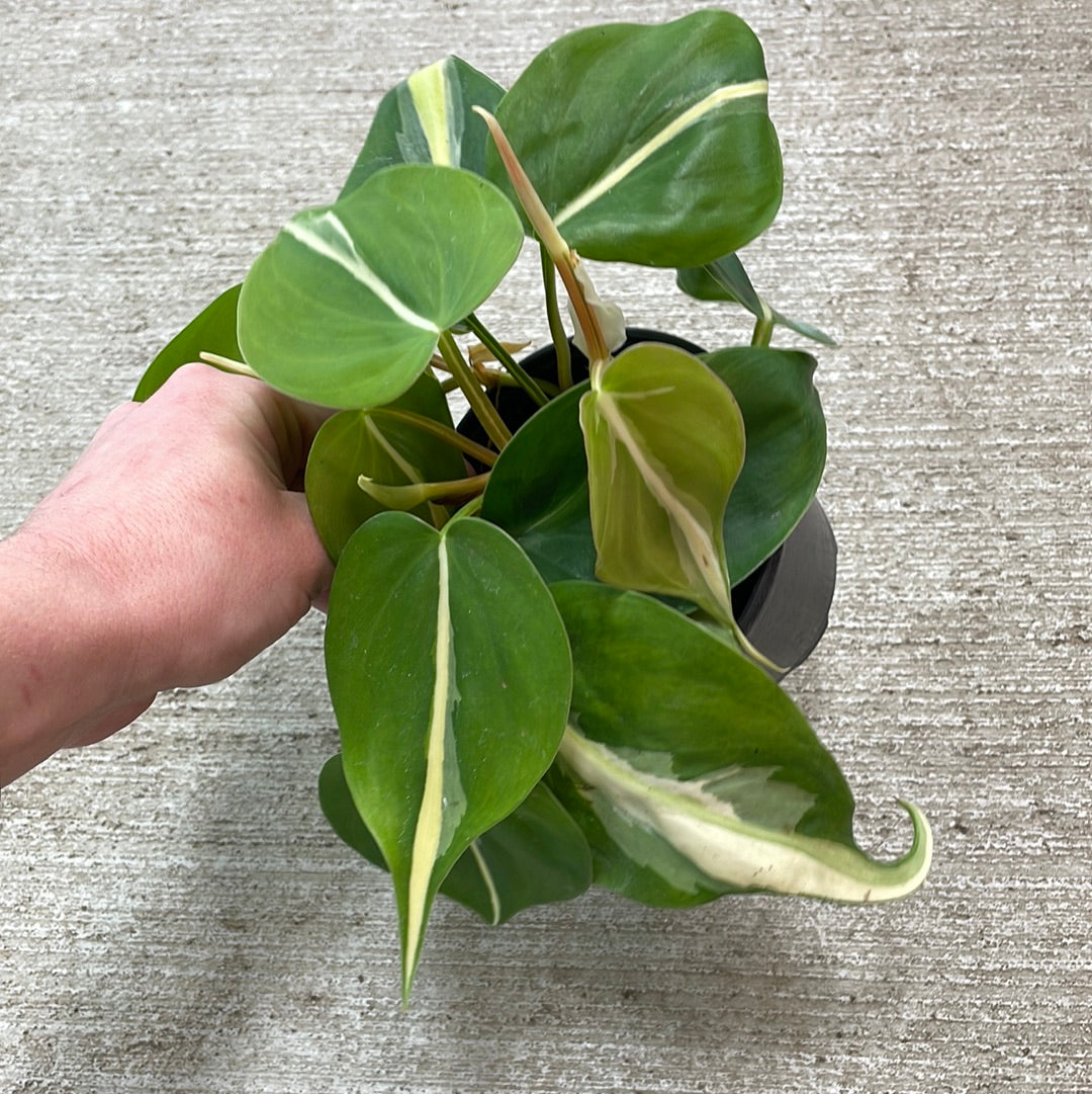 philodendron pale green leaves Philodendron Silver Stripe 4" – Kent East Hill Nursery