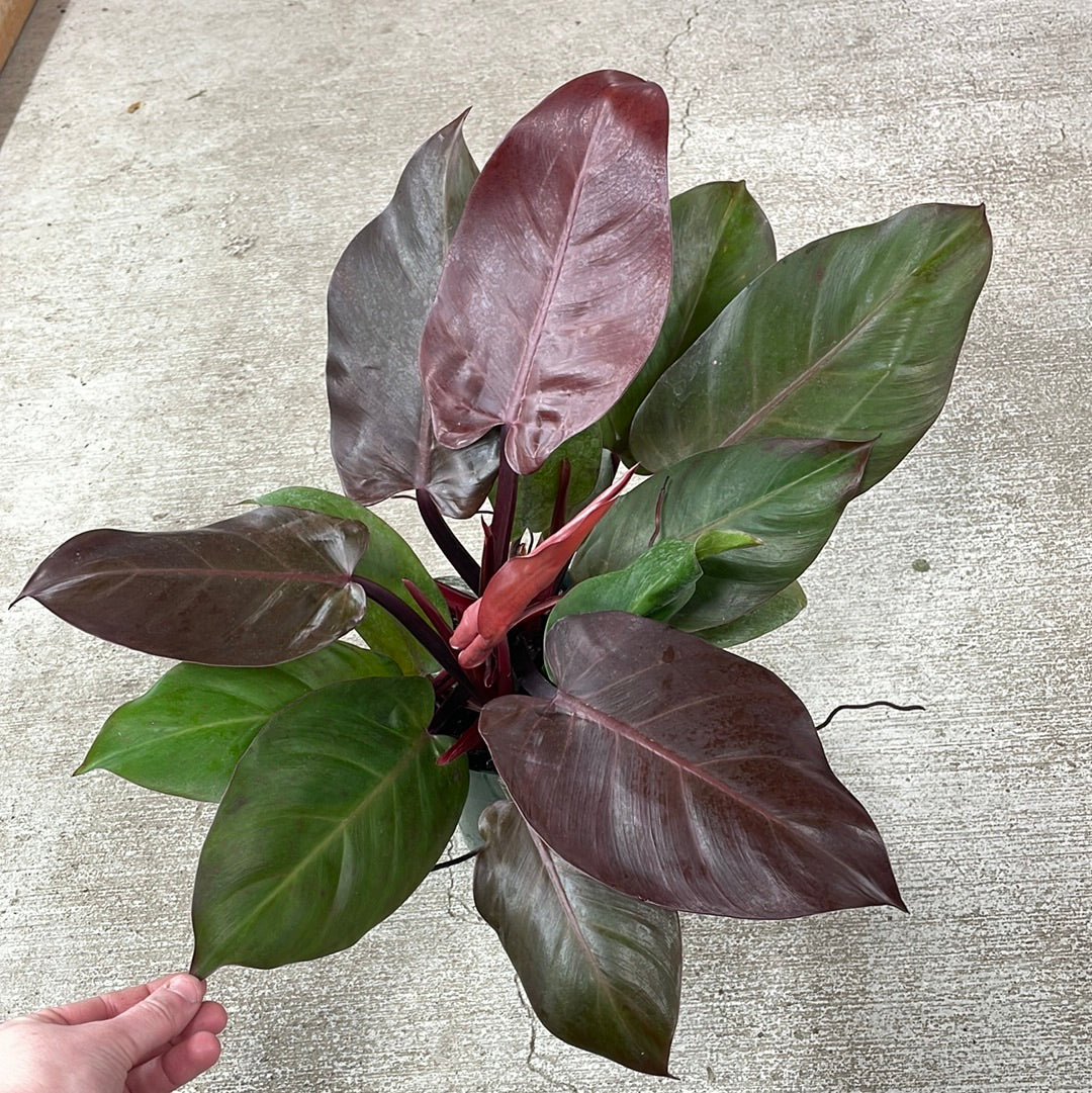 mccolleys philodendron Philodendron McColley's Finale 6" – Kent East Hill Nursery