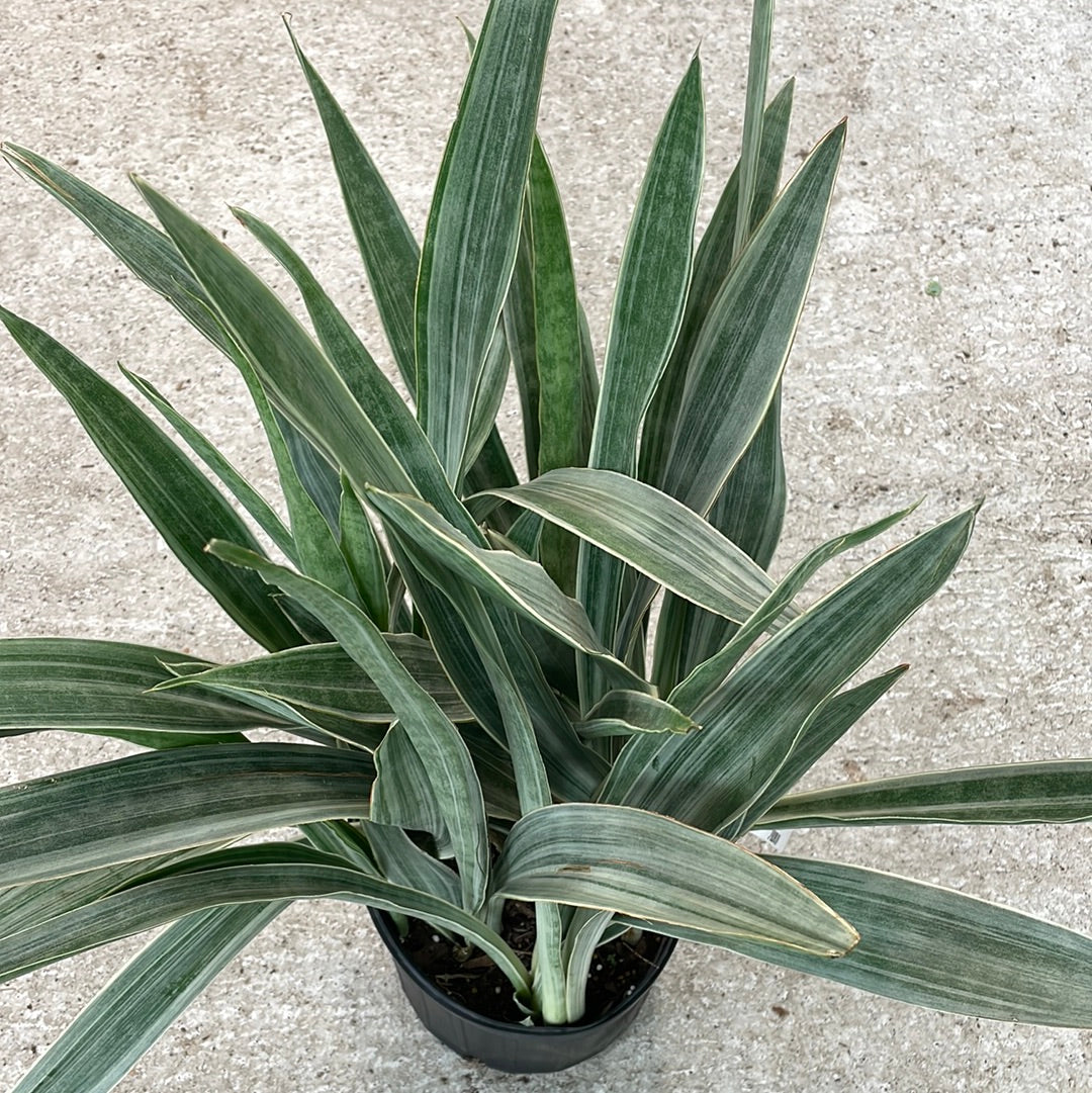 Sansevieria Sayuri 10" - Snake Plant  Kent East Hill Nursery