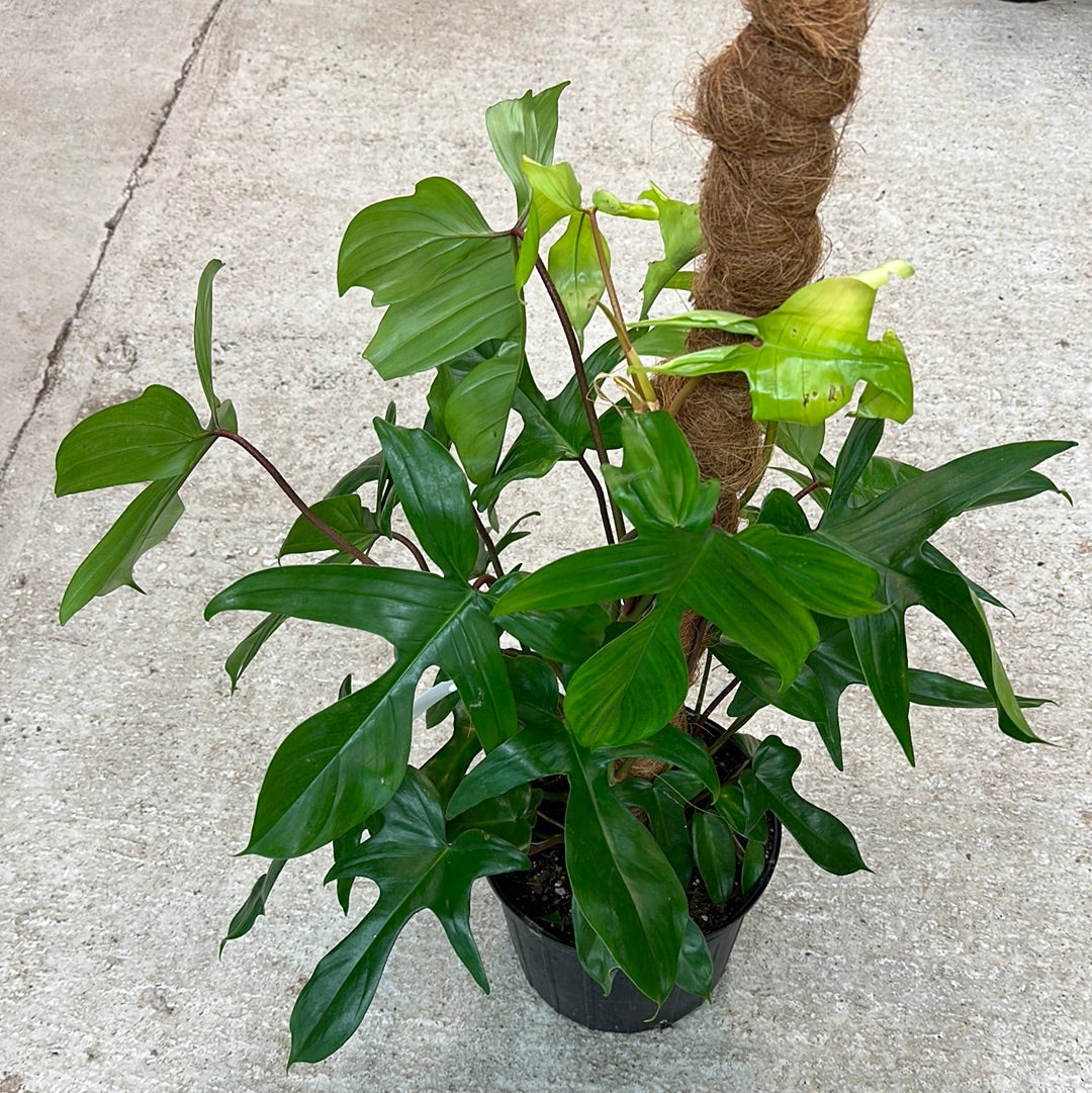 ku pteleopsis philodendron Philodendron Squamiferum x Pedatum Totem