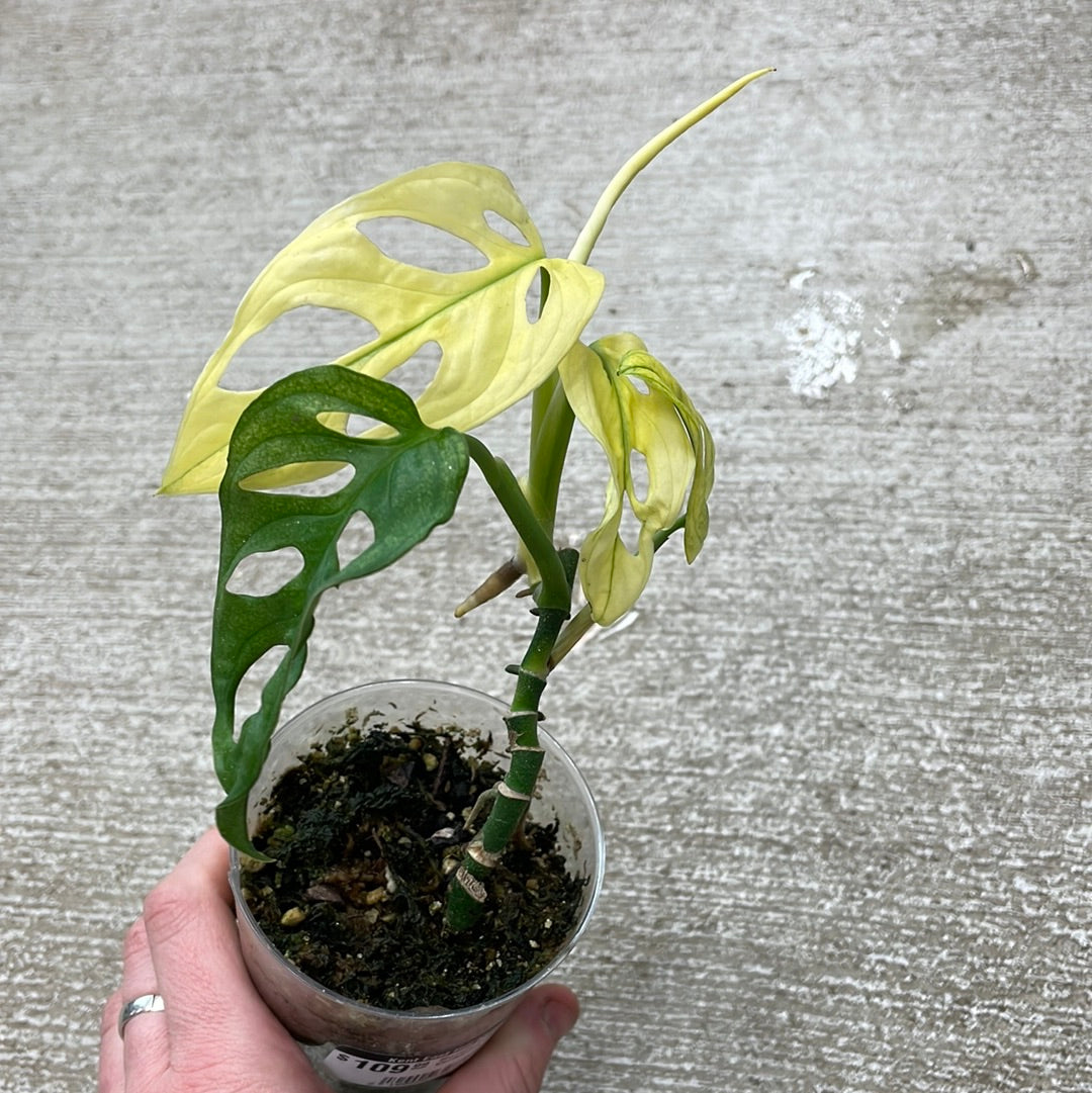 Monstera Adansonii Variegata Cup – Kent East Hill Nursery