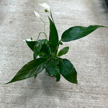 Load image into Gallery viewer, Spathiphyllum 4" - Peace Lily