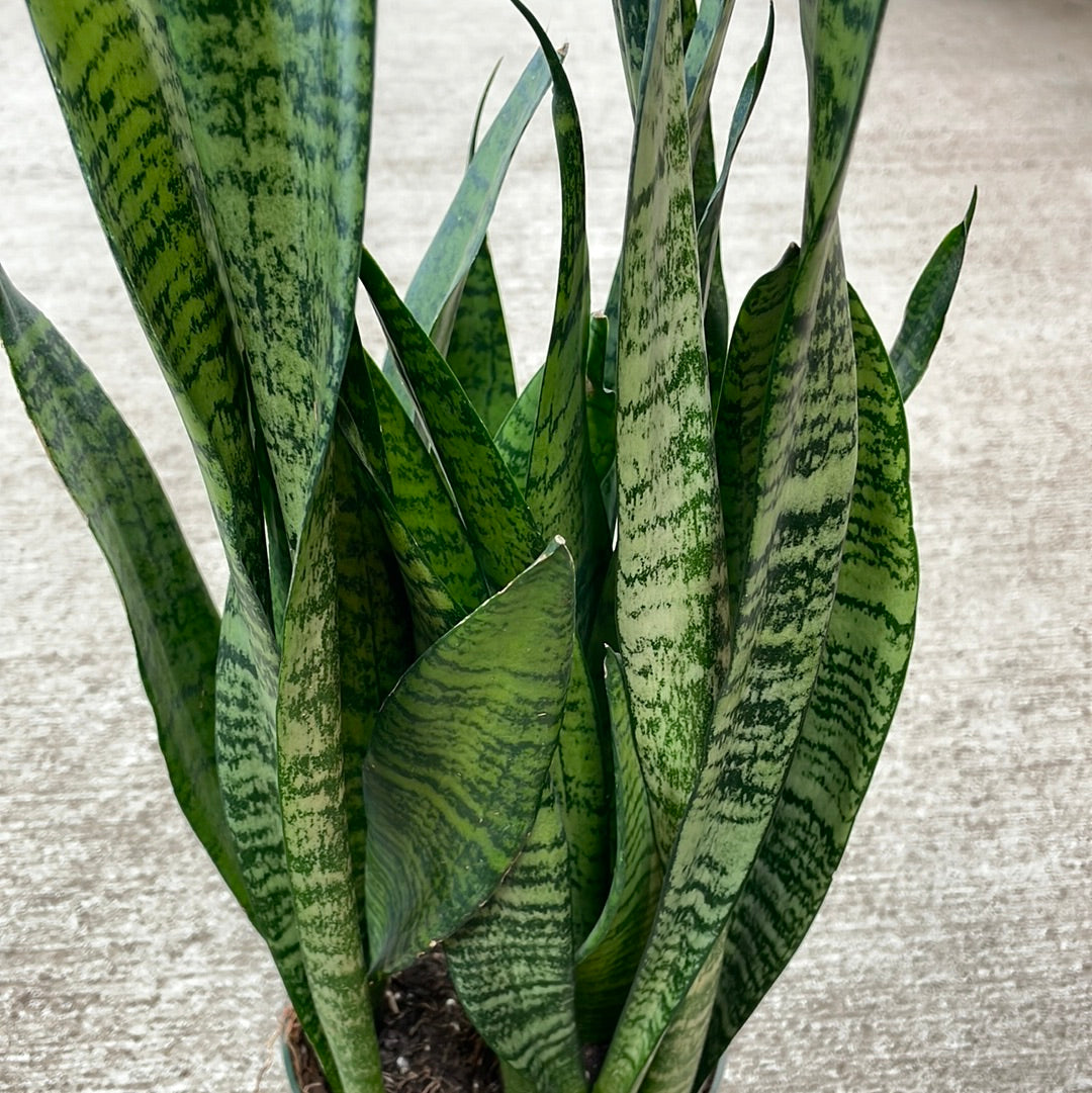 Sansevieria 'Black Coral' 6
