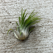 Load image into Gallery viewer, Ionantha Rubra 1-2"