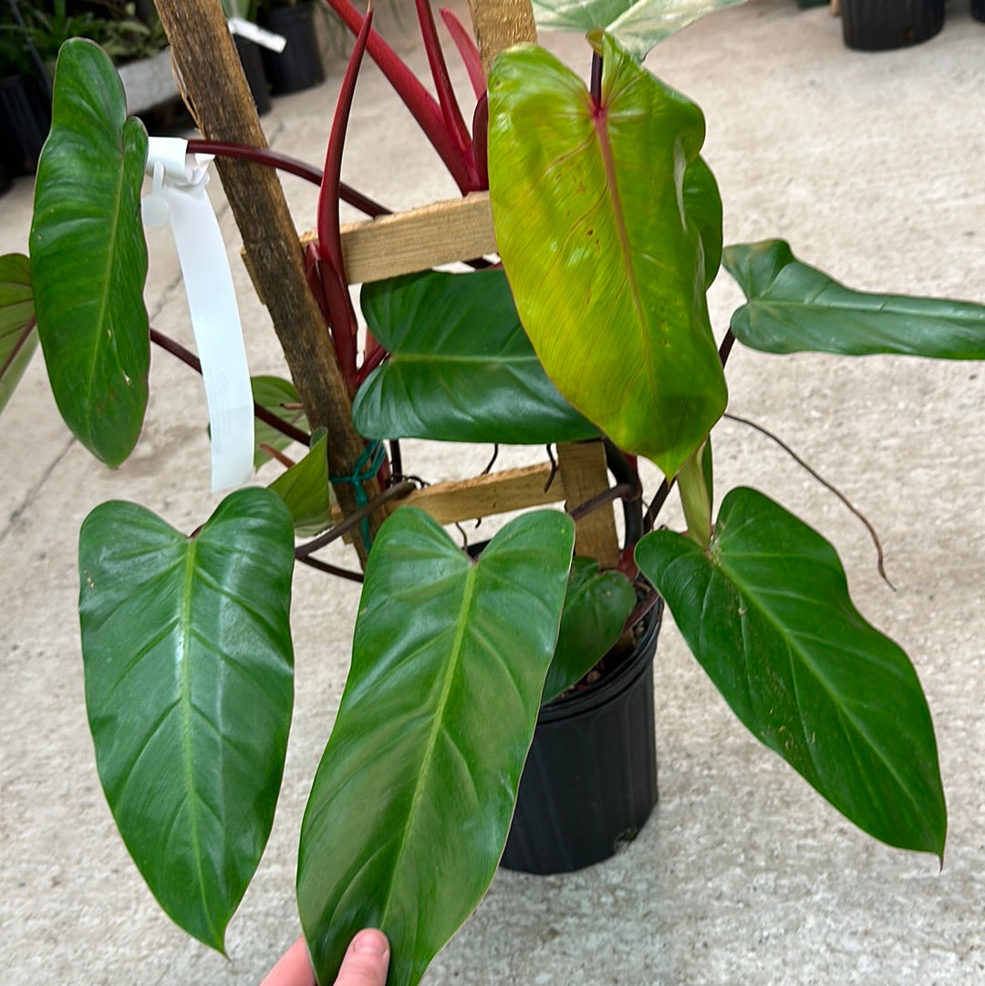 philodendron green emerald Philodendron Red Emerald Trellis 8" – Kent East Hill Nursery