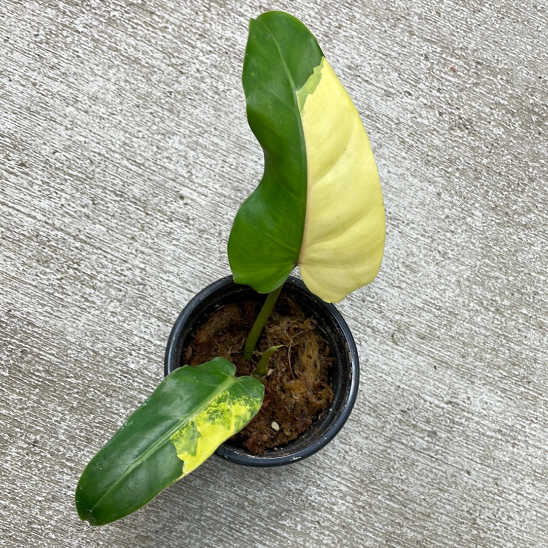 indoor philodendron domesticum Philodendron domesticum variegata cup – Kent East Hill Nursery