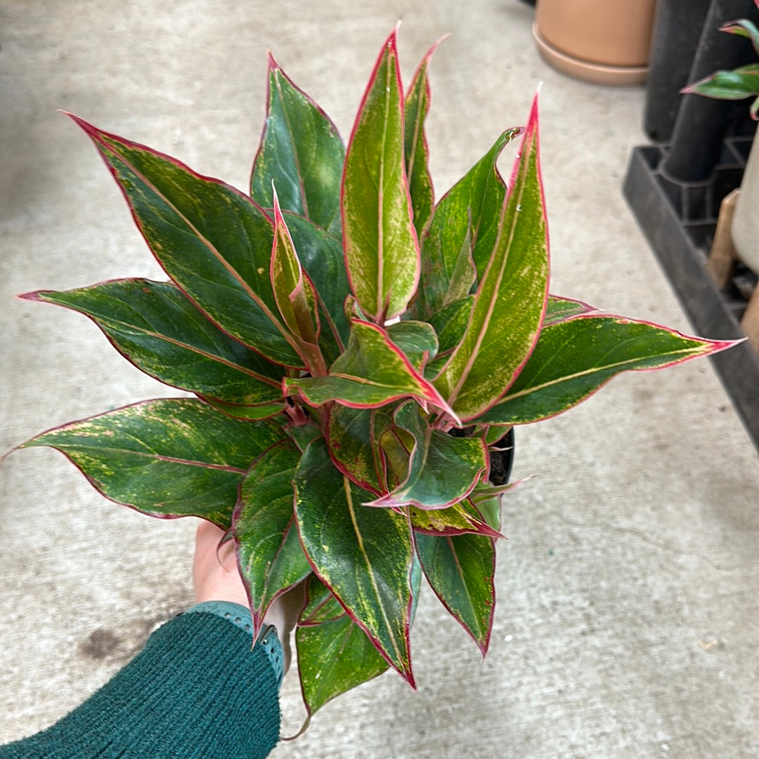 aglaonema jungle red Aglaonema Siam 6"