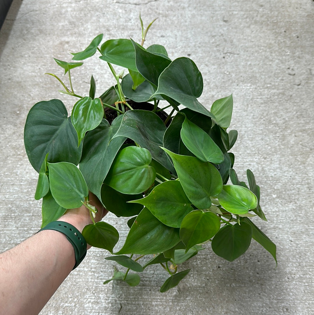 Philodendron Cordatum 6