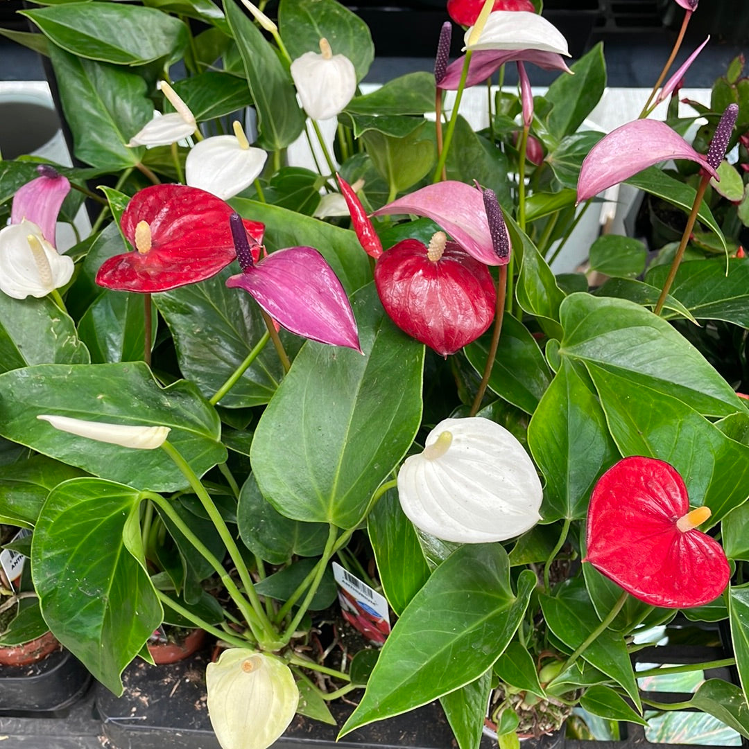 Anthurium Asst 2