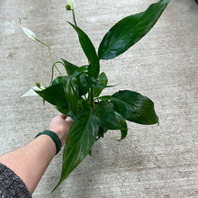 Load image into Gallery viewer, Spathiphyllum 4" - Peace Lily
