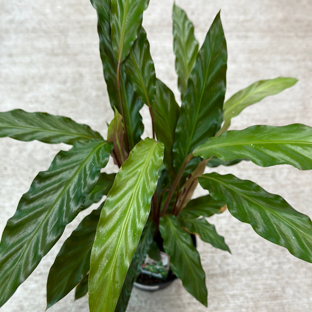 Calathea 'Rufibarba' 6