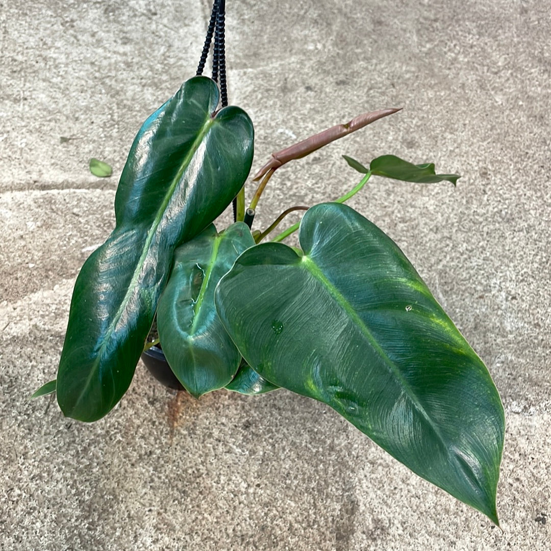 Philodendron Spiritus Sancti 4"  Kent East Hill Nursery