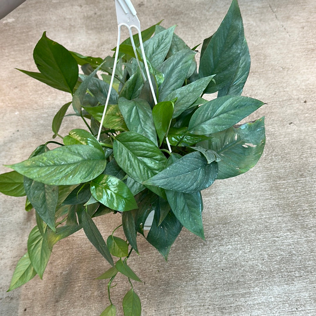 cebu blue pothos for sale near me Epipremnum Cebu Blue 8