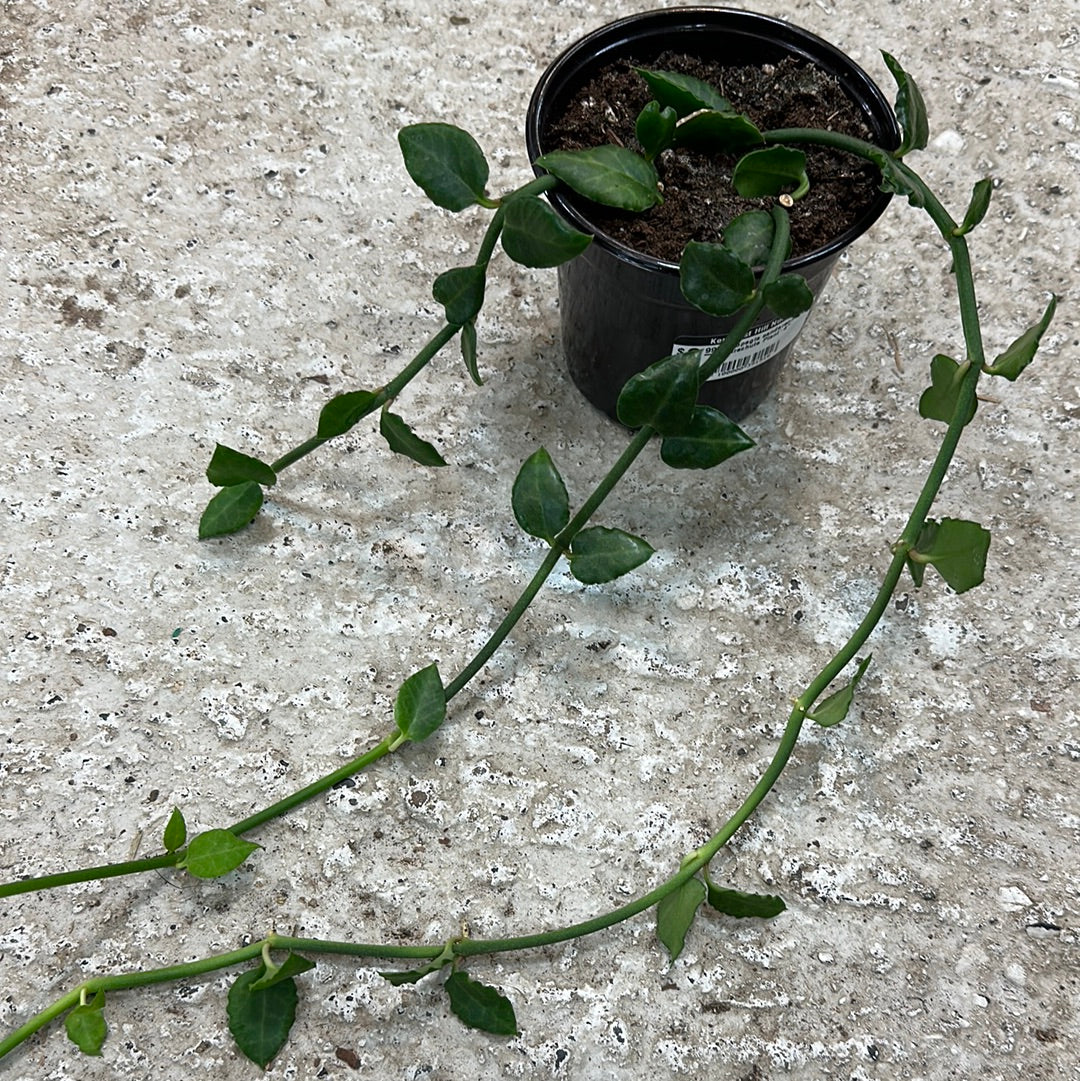 Ceropegia sandersonii 'Parachute Plant' 4