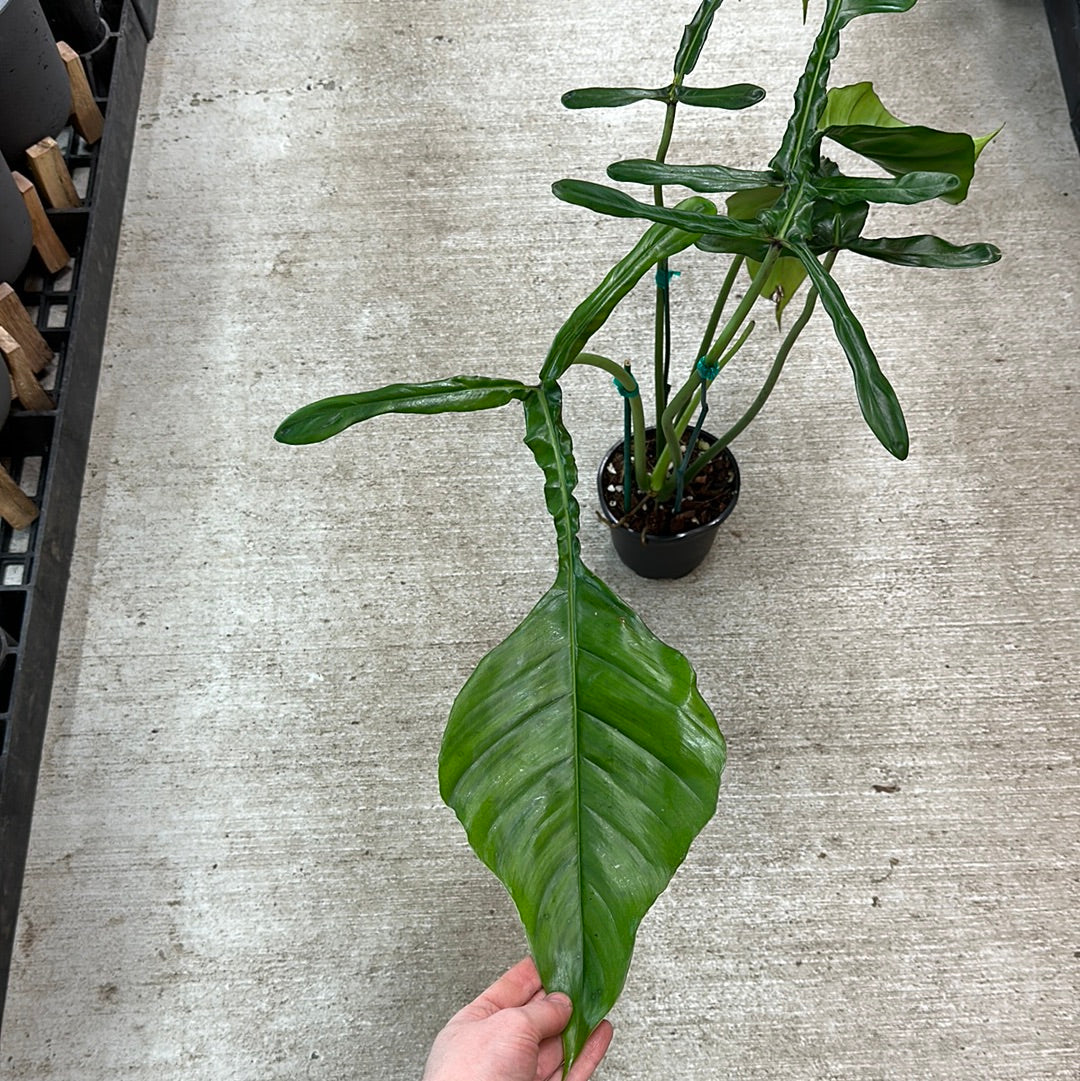 joepii philodendron care Philodendron Joepii 6" – Kent East Hill Nursery