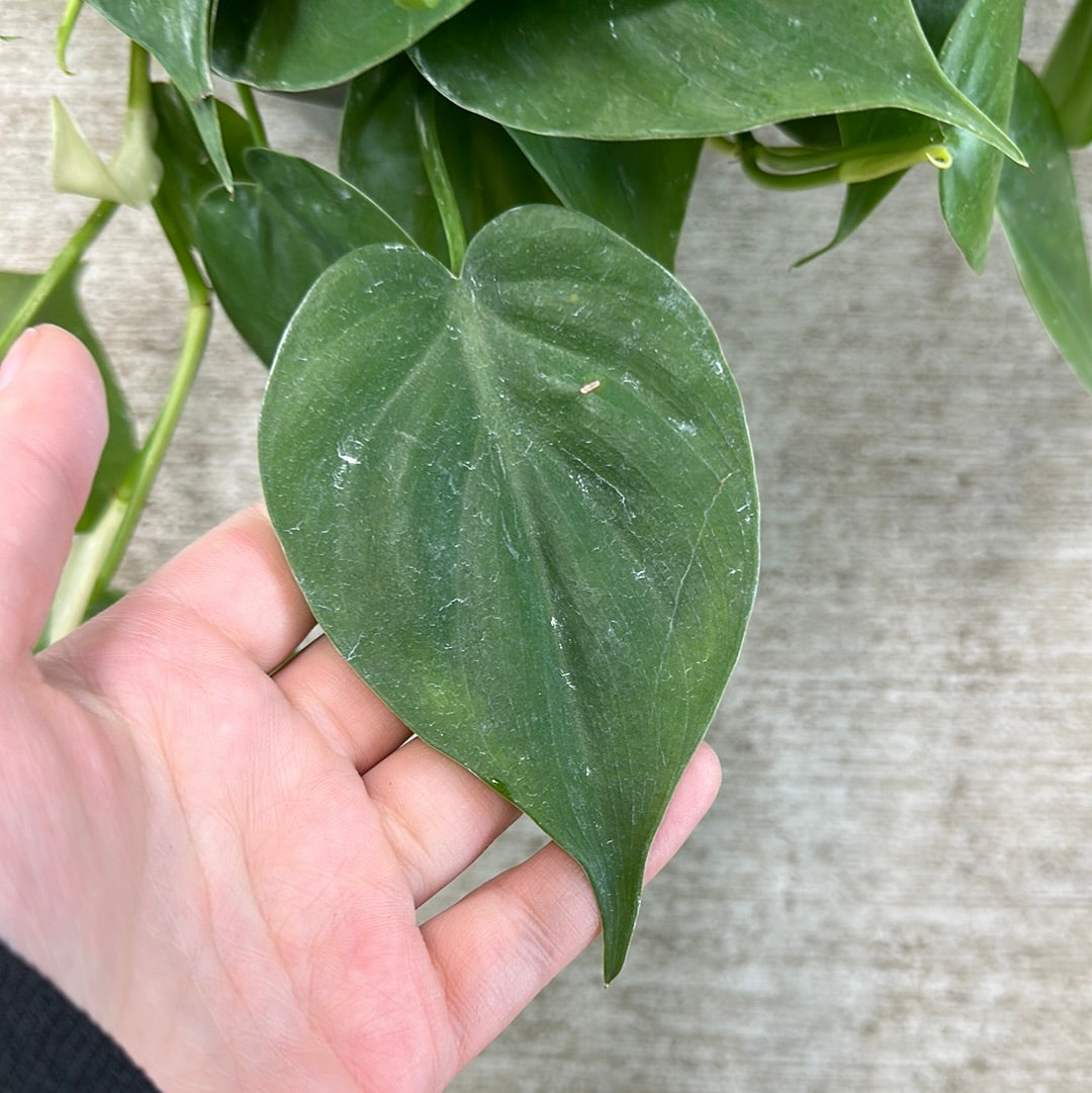 philodendron cordatum como cuidar Philodendron cordatum 8" HB – Kent East Hill Nursery