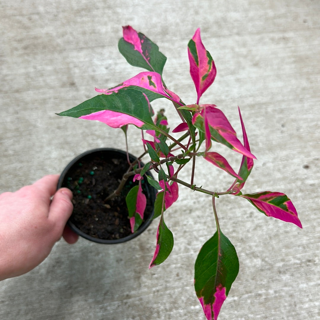 party time plant indoors Alternanthera 'Party Time' 4