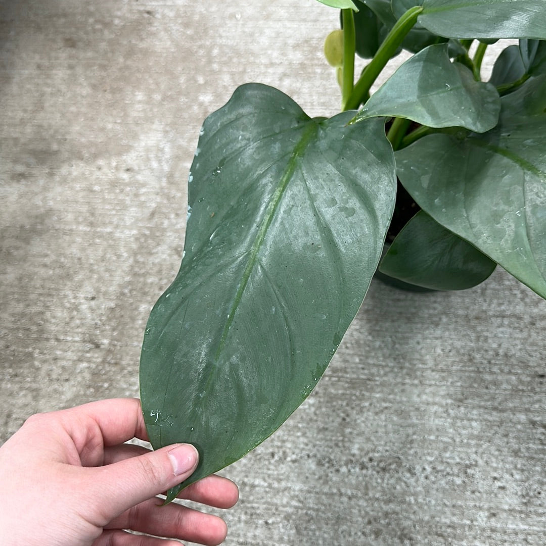 philodendron kaufen Philodendron 'Silver Sword' 6" – Kent East Hill Nursery