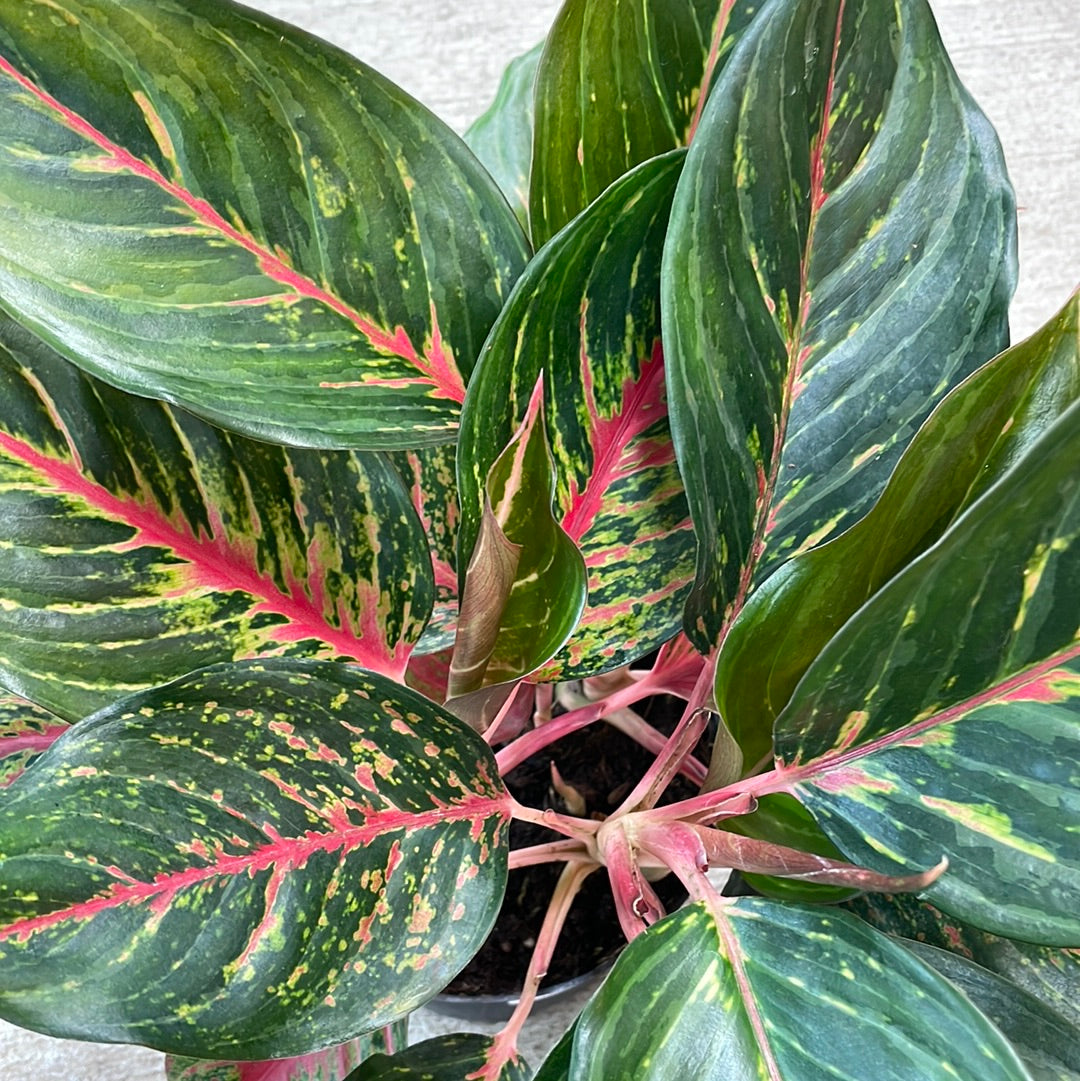 aglaonema 'red emerald Aglaonema cv 'Red Emerald' 6
