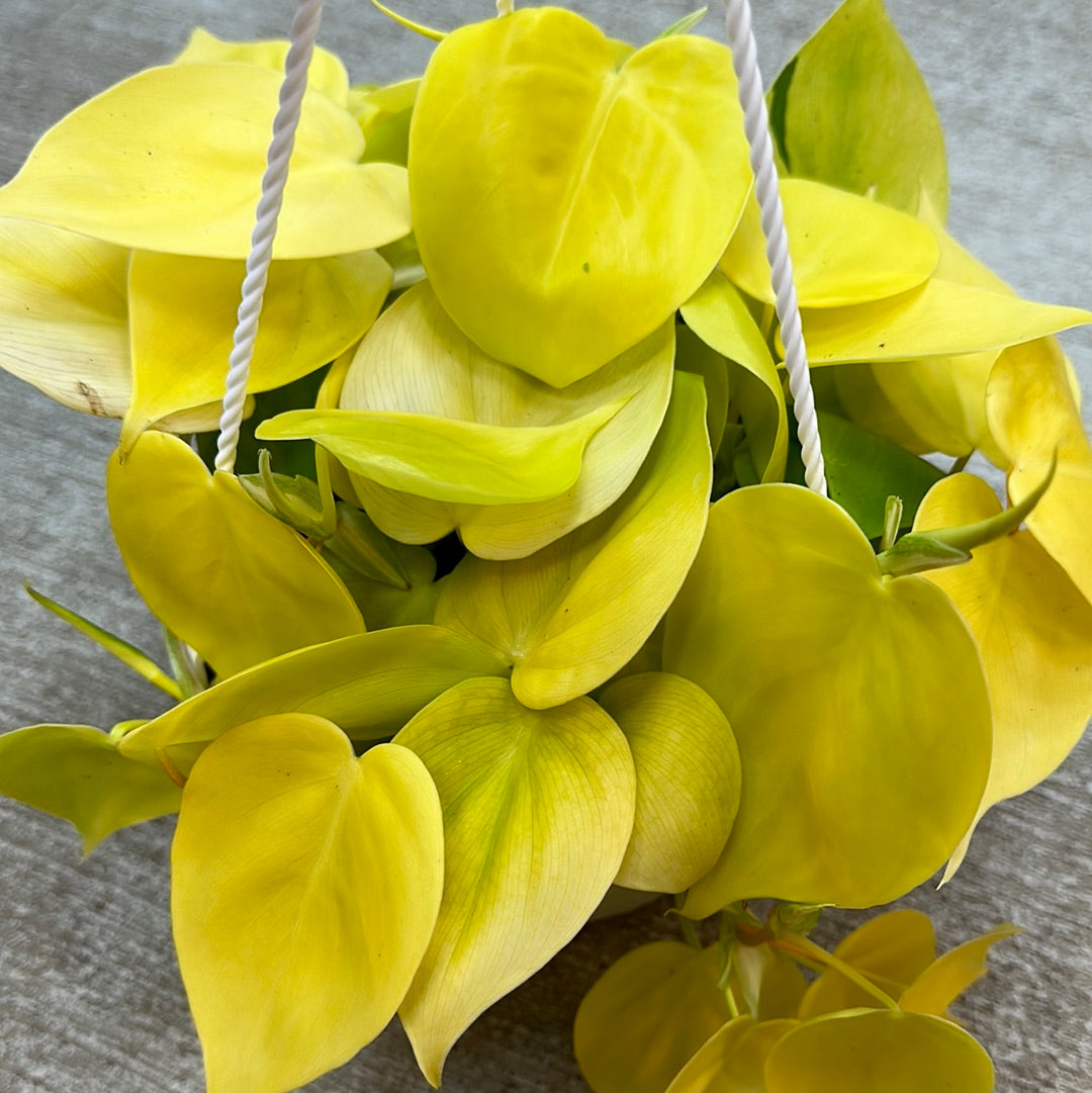 philodendron cordatum flower Philodendron cordatum Lime 6'' BSK