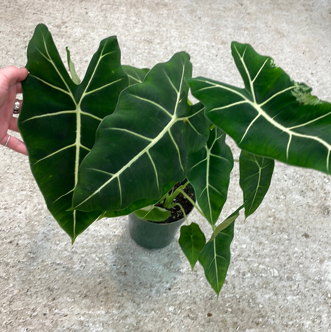 velvet elvis house plant Alocasia micholitziana 'Velvet Elvis' 6" – Kent East Hill Nursery