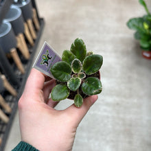 Load image into Gallery viewer, Saintapaulia sp. 2" -Collector/Speciality African Violet